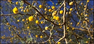 Newsletters - ICOM CECA - ICOM CECA